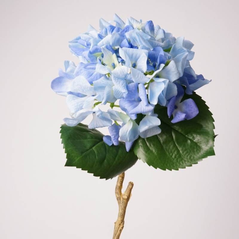Moisturizing hydrangea