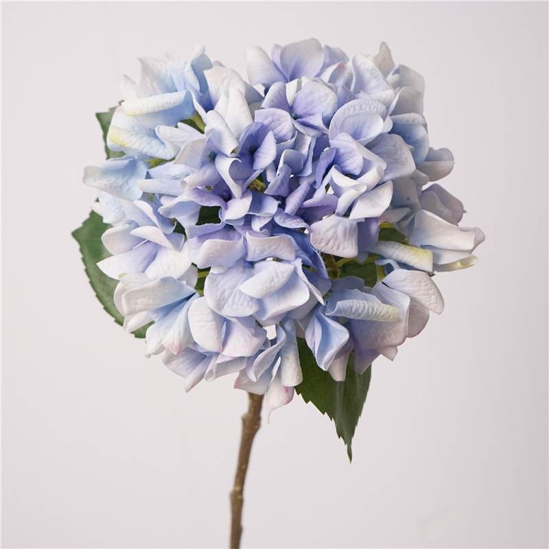 Moisturizing hydrangea