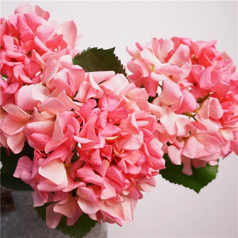 Moisturizing hydrangea