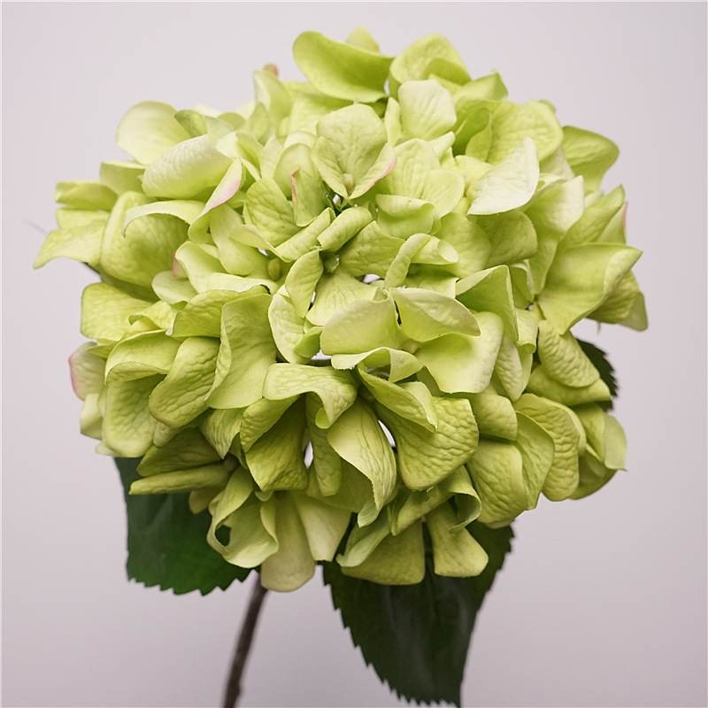Moisturizing hydrangea