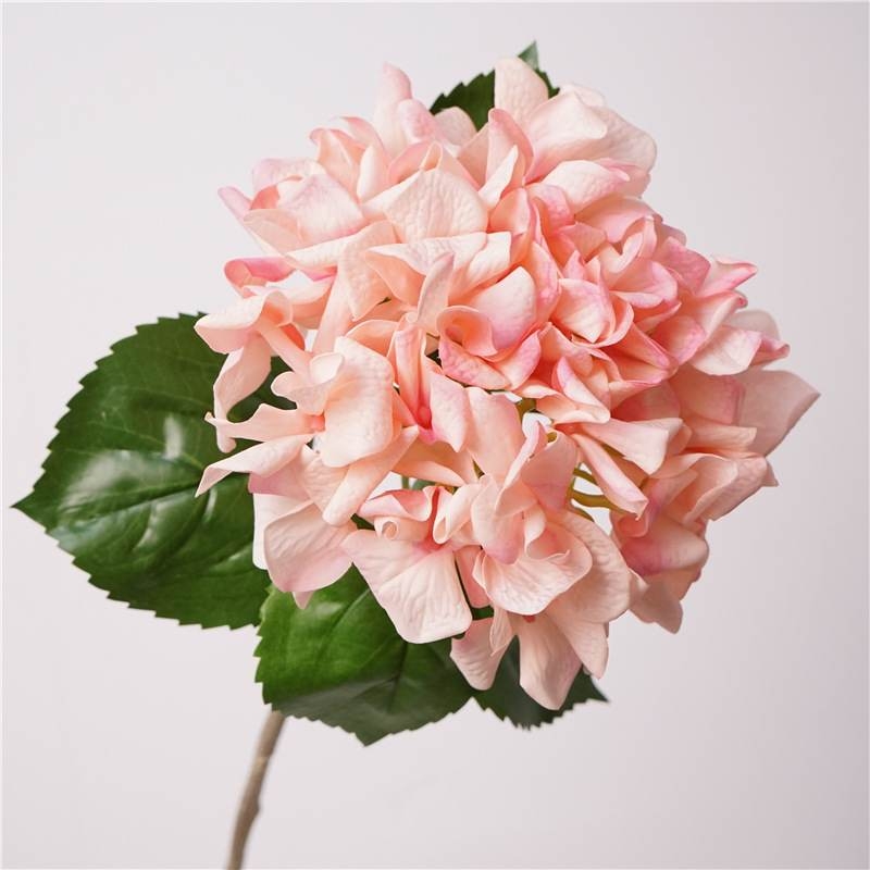 Moisturizing hydrangea