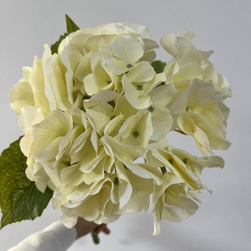 Wholesale high-quality hydrangea flowers