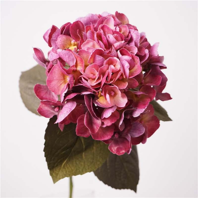 Moisturizing Big Hydrangea