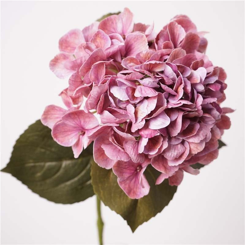 Moisturizing Big Hydrangea