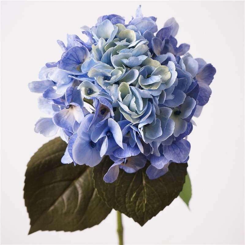 Moisturizing Big Hydrangea