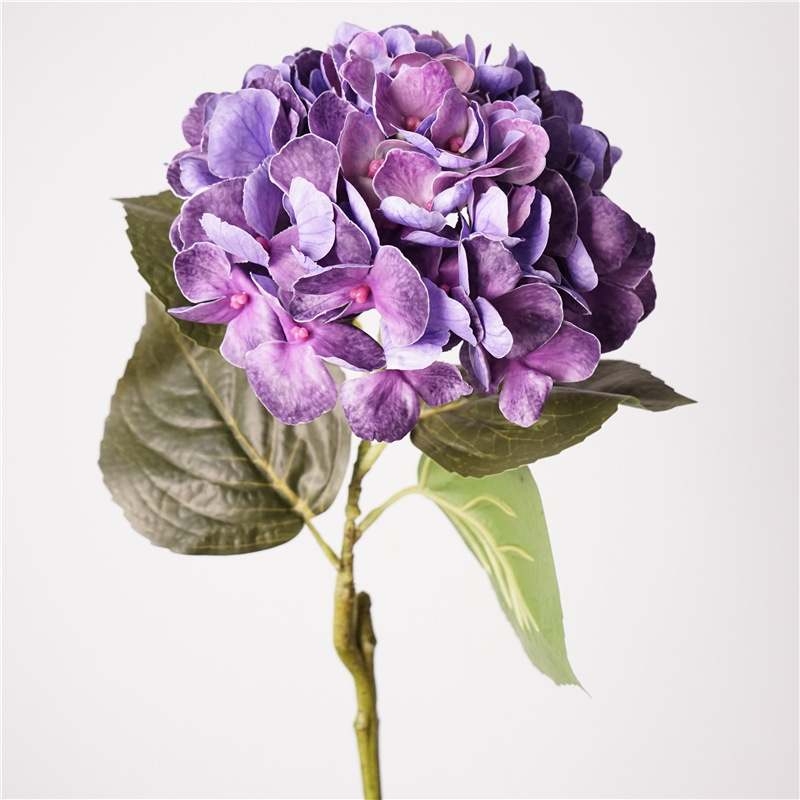 Moisturizing Big Hydrangea