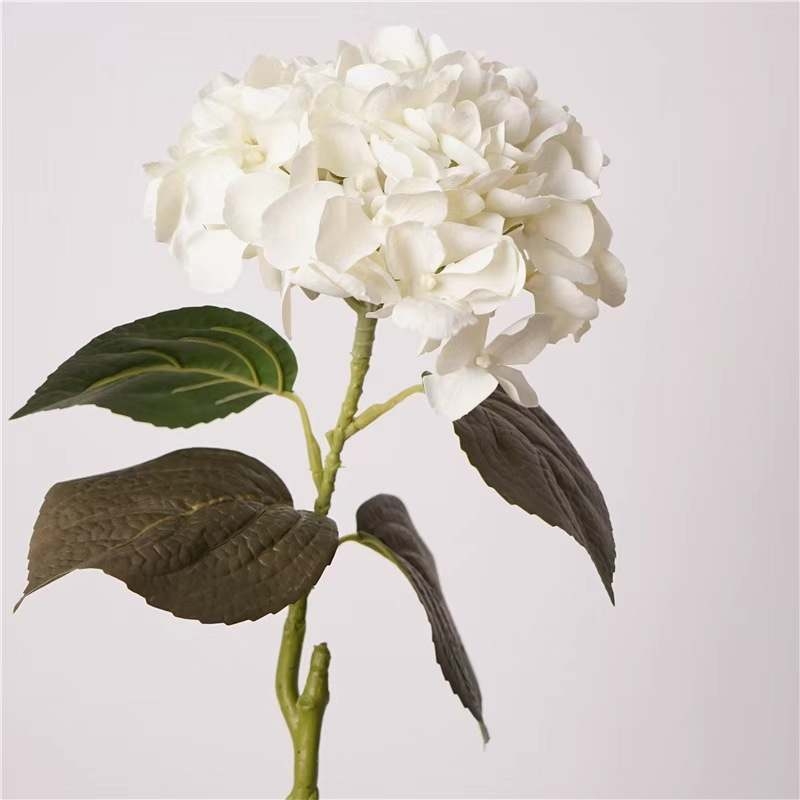 Moisturizing Big Hydrangea