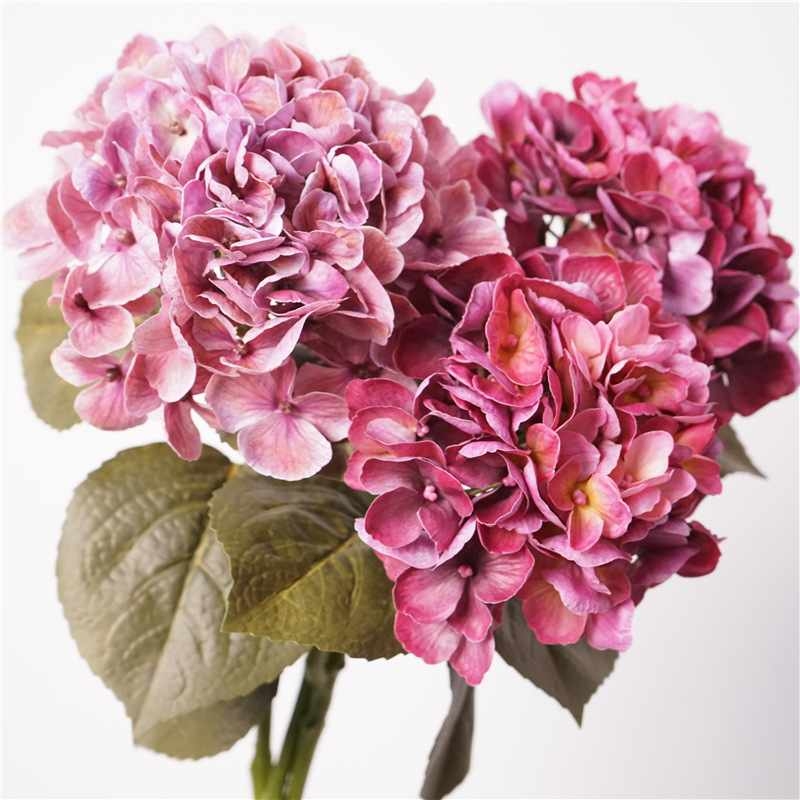 Moisturizing Big Hydrangea