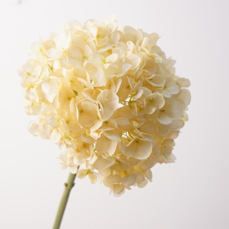 Simulated Dutch hydrangea