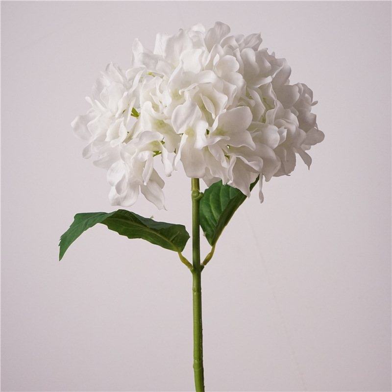 Moisturizing hand feel Hydrangea flowers