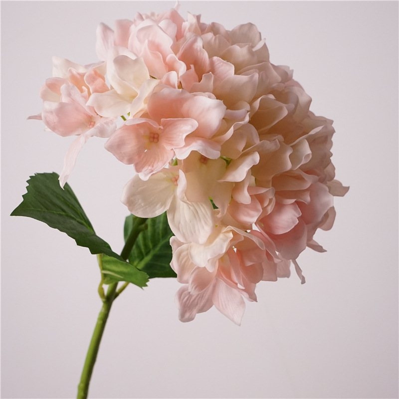 Moisturizing hand feel Hydrangea flowers