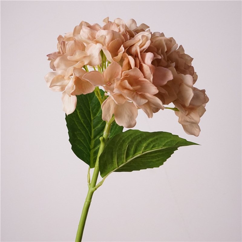 Moisturizing hand feel Hydrangea flowers