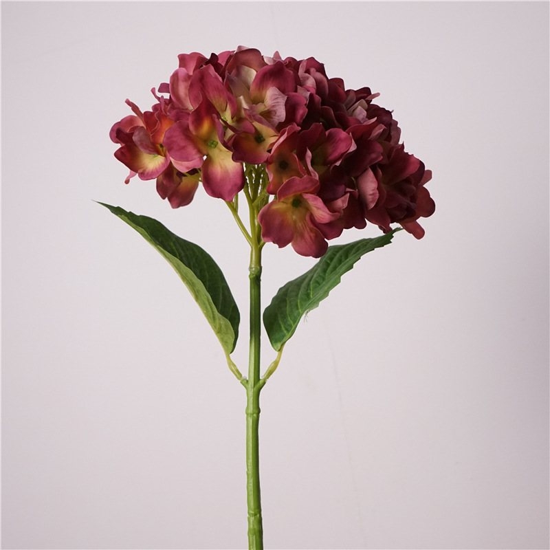 Moisturizing hand feel Hydrangea flowers
