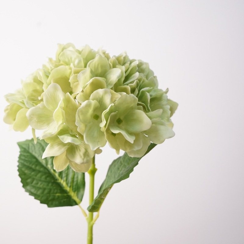 Moisturizing hand feel Hydrangea flowers