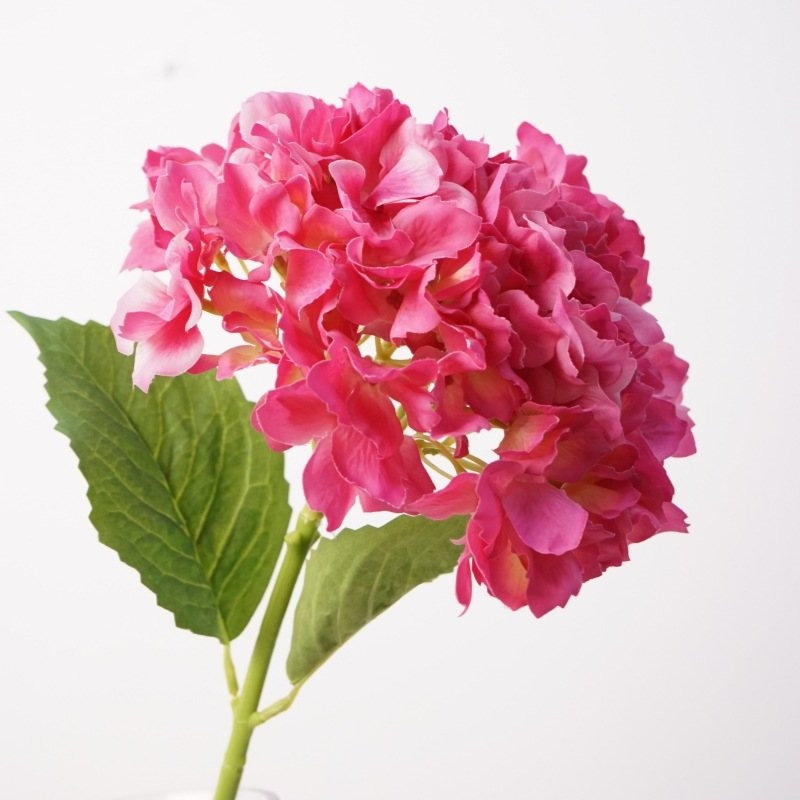 Moisturizing hand feel Hydrangea flowers