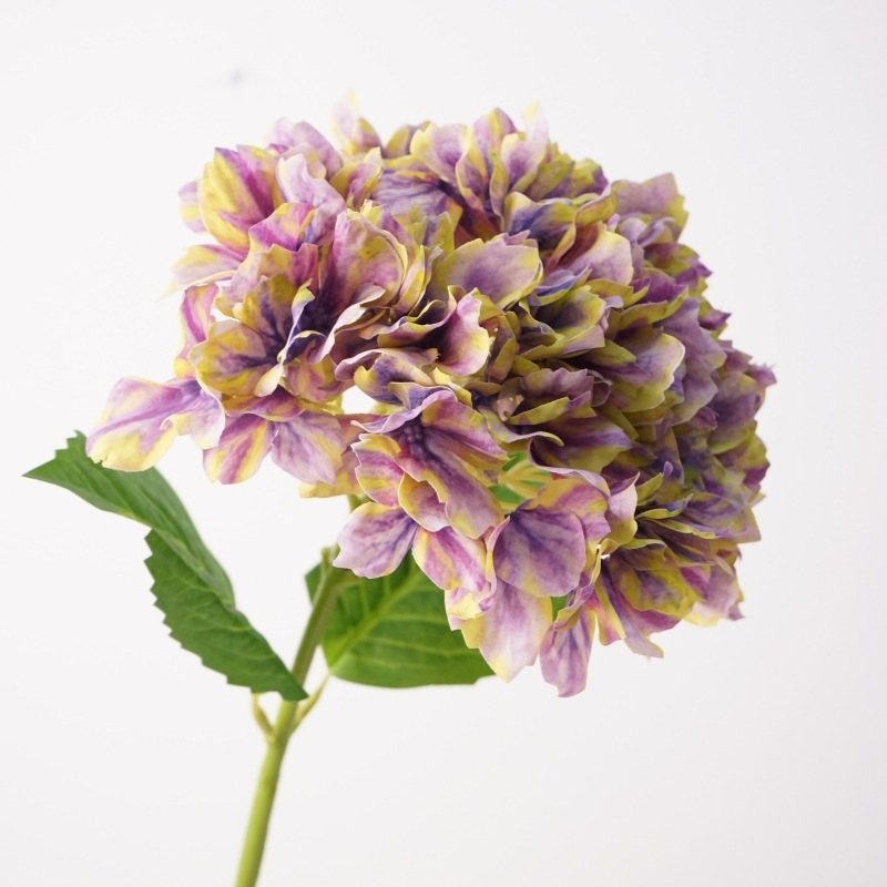 Moisturizing hand feel Hydrangea flowers