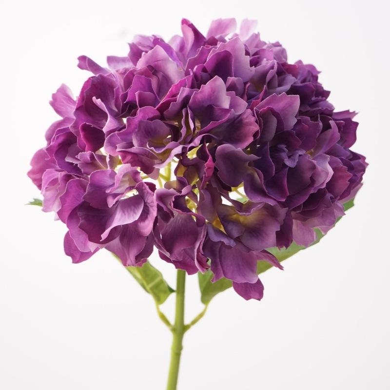 Moisturizing hand feel Hydrangea flowers