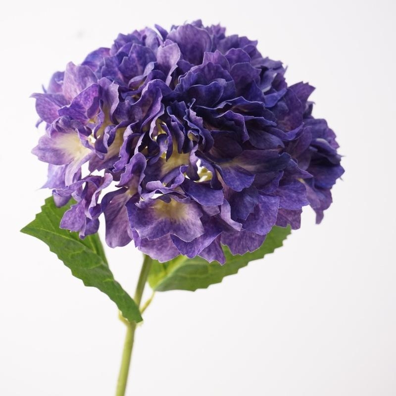 Moisturizing hand feel Hydrangea flowers