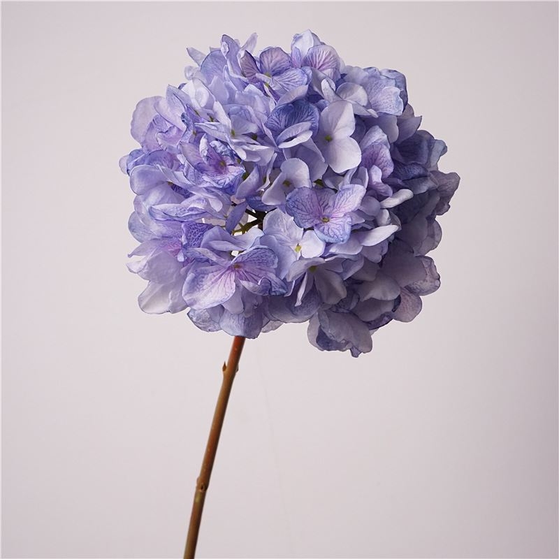 Various colored hydrangeas for decoration