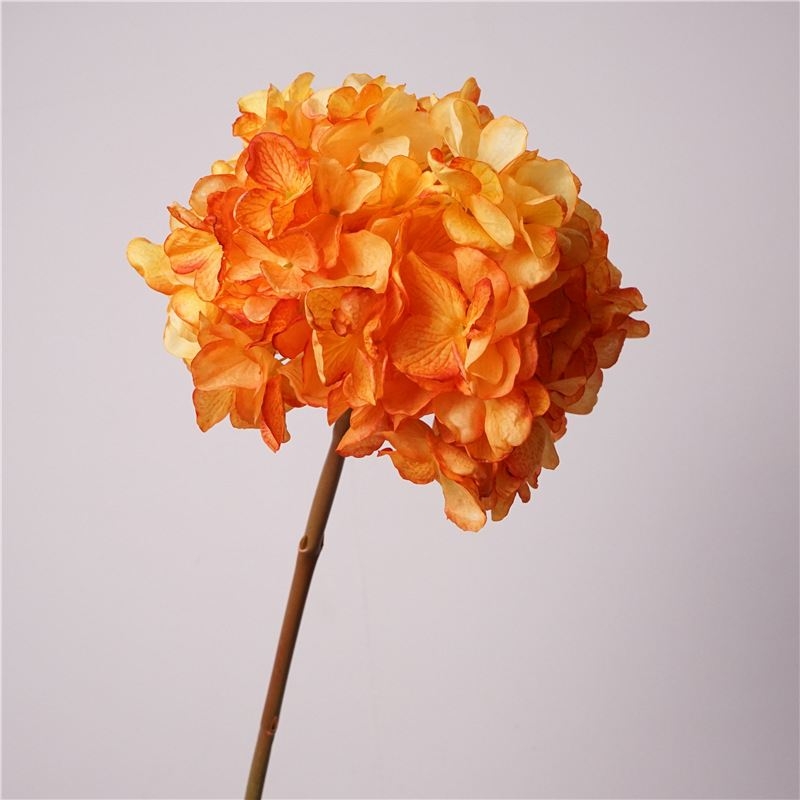 Various colored hydrangeas for decoration