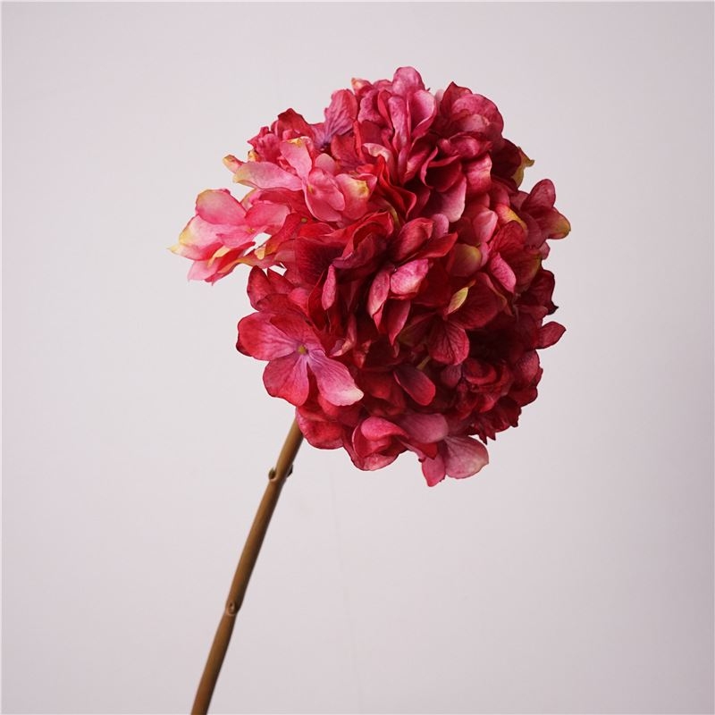 Various colored hydrangeas for decoration