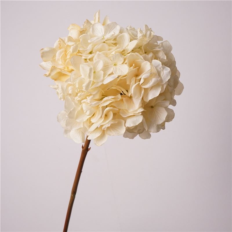 Various colored hydrangeas for decoration