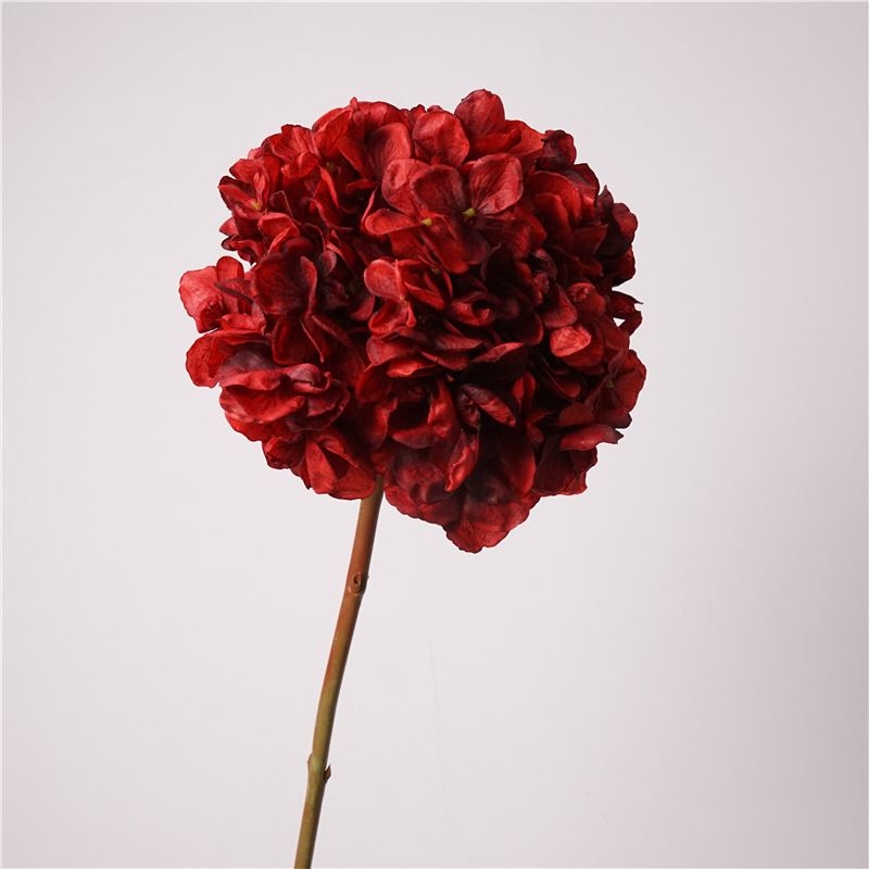 Various colored hydrangeas for decoration