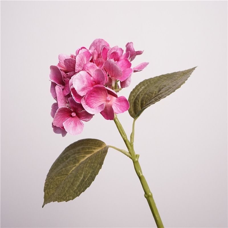 Moisturizing Hawaiian Hydrangea