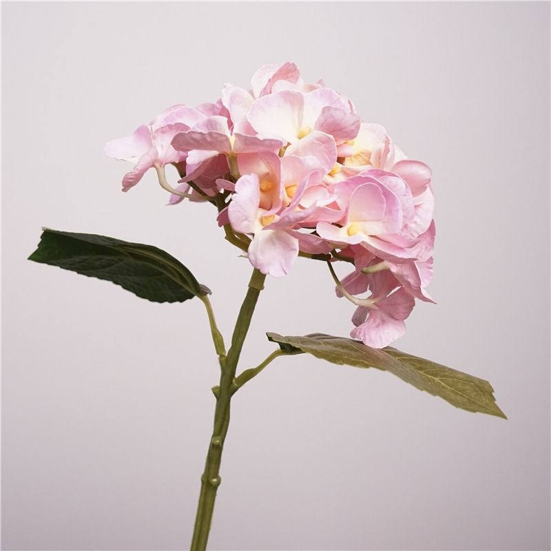 Moisturizing Hawaiian Hydrangea