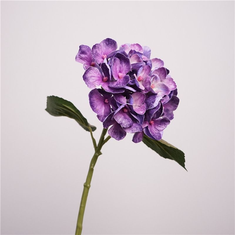 Moisturizing Hawaiian Hydrangea