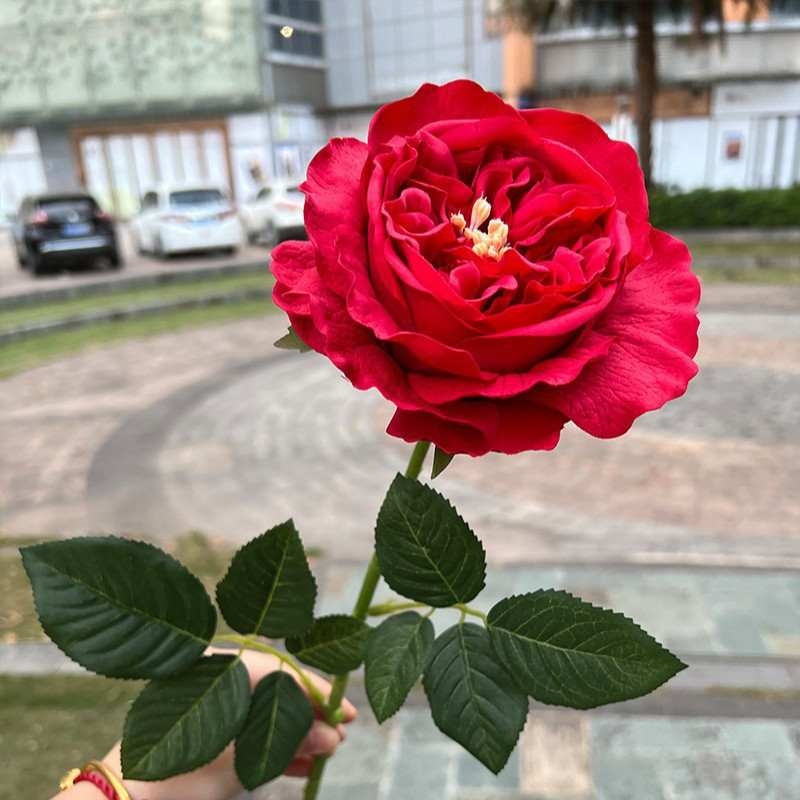 Wholesale of moisturizing roses with a soft feel