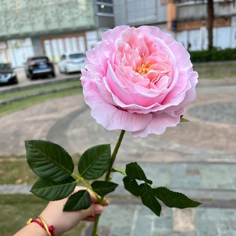 Wholesale of moisturizing roses with a soft feel