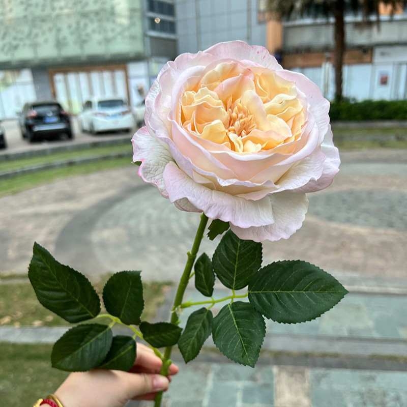 Wholesale of moisturizing roses with a soft feel