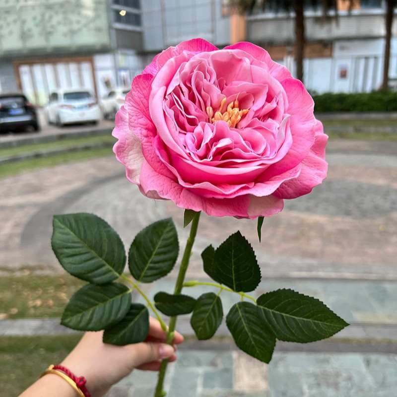 Wholesale of moisturizing roses with a soft feel