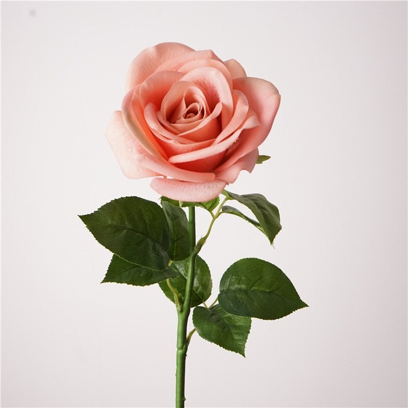 Multi-colored moisturizing rose