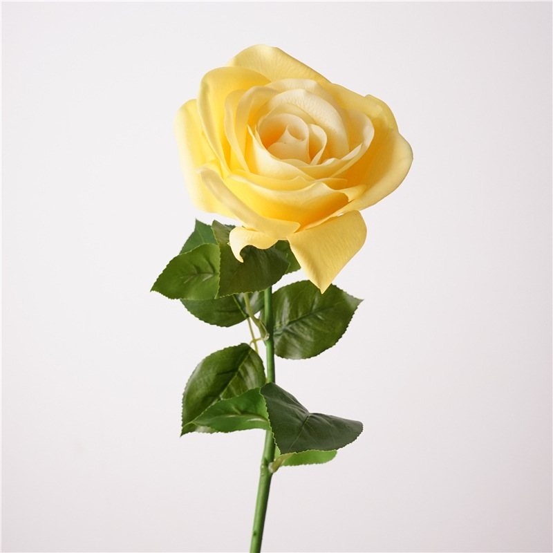 Multi-colored moisturizing rose