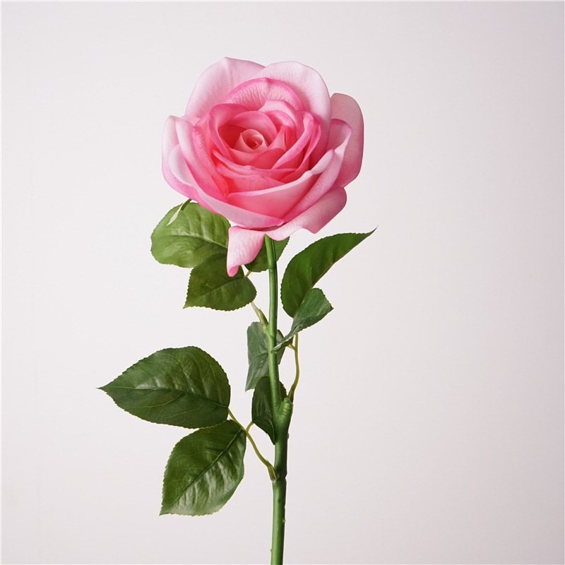 Multi-colored moisturizing rose