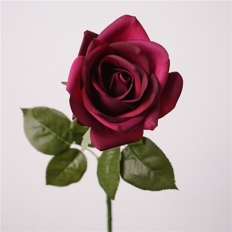 Multi-colored moisturizing rose