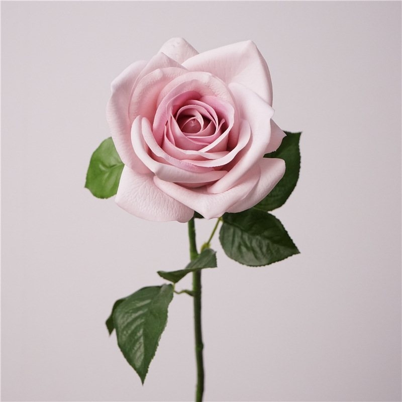 Multi-colored moisturizing rose