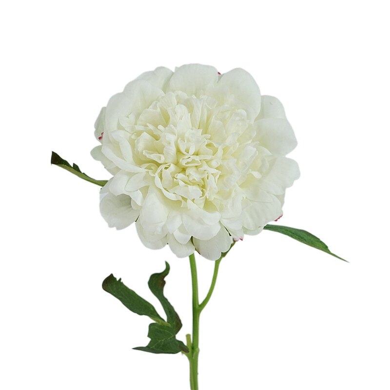 High-end moisturizing peony flower