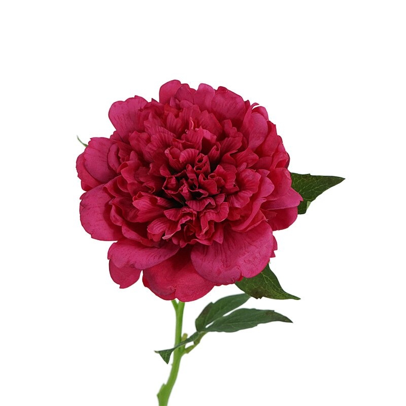 High-end moisturizing peony flower