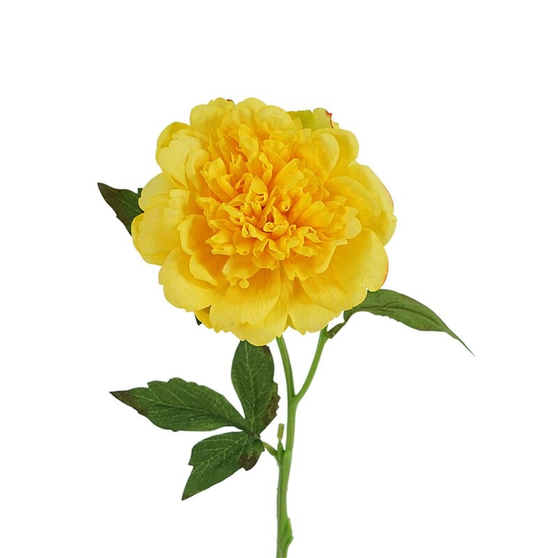 High-end moisturizing peony flower