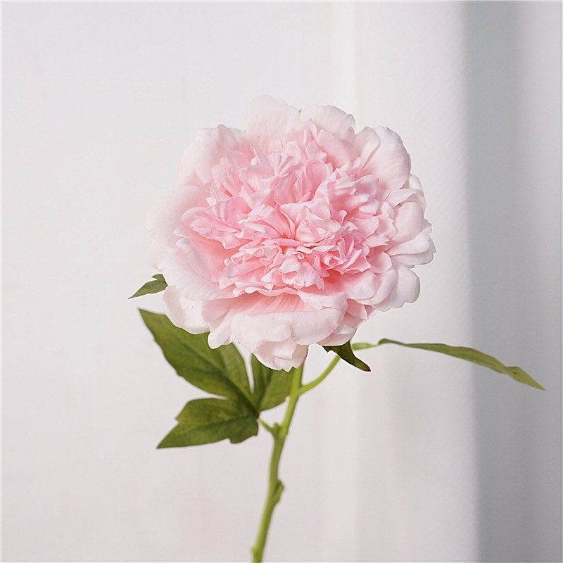 High-end moisturizing peony flower