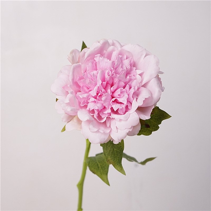High-end moisturizing peony flower