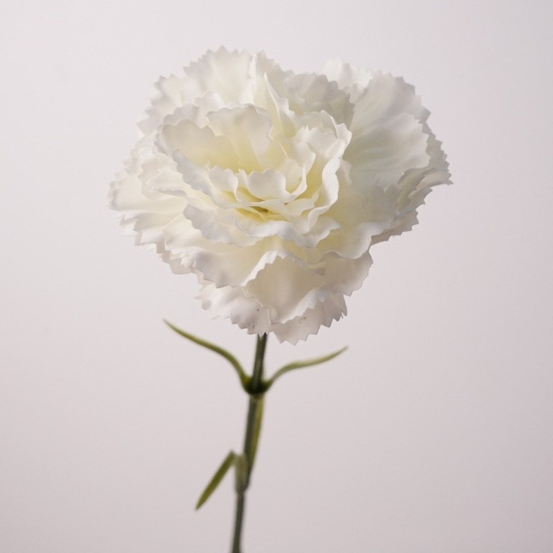 Moisturizing Carnation Wholesale