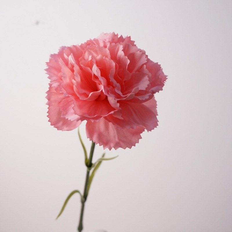 Moisturizing Carnation Wholesale