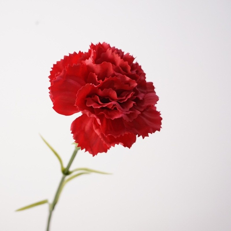 Moisturizing Carnation Wholesale
