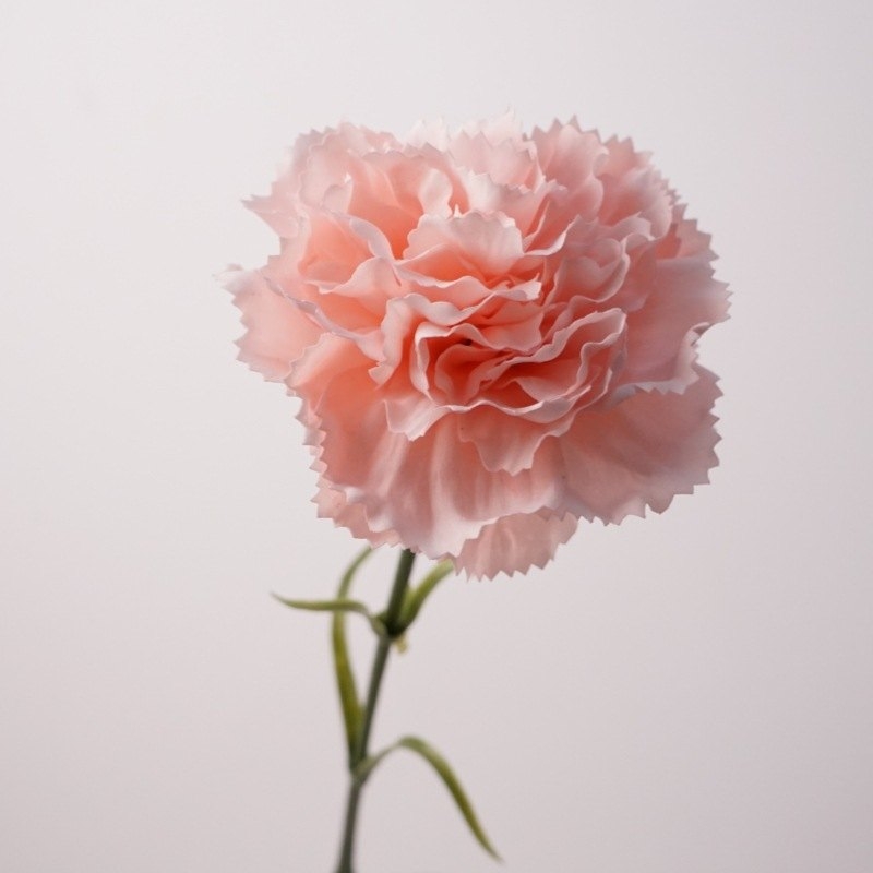 Moisturizing Carnation Wholesale