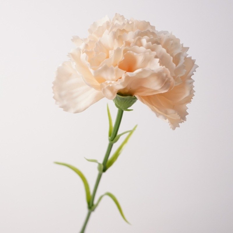 Moisturizing Carnation Wholesale