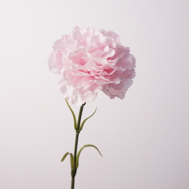Moisturizing Carnation Wholesale